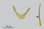Campylostelium saxicola