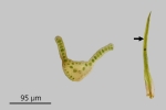 Campylostelium saxicola