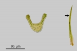 Campylostelium saxicola
