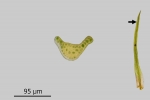 Campylostelium saxicola
