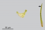 Campylostelium saxicola