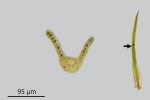 Campylostelium saxicola