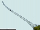 Grimmia crinitoleucophaea