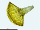 Grimmia crinitoleucophaea