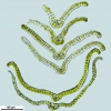 Grimmia anodon