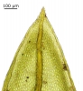 Ptychostomum pseudotriquetrum var. pseudotriquetrum