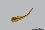 Didymodon spadiceus