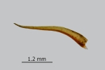 Didymodon spadiceus