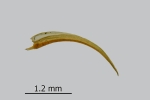 Didymodon spadiceus