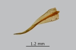 Didymodon spadiceus