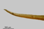 Didymodon spadiceus