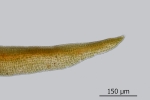 Didymodon spadiceus