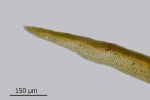 Didymodon spadiceus