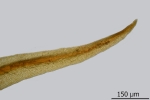 Didymodon spadiceus