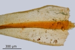 Didymodon spadiceus