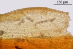 Didymodon spadiceus