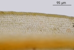 Didymodon spadiceus