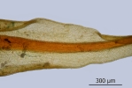 Didymodon spadiceus