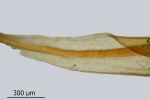 Didymodon spadiceus