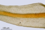 Didymodon spadiceus