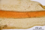 Didymodon spadiceus