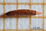 Didymodon spadiceus