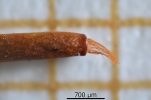 Didymodon spadiceus