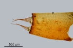 Didymodon spadiceus