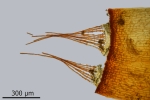 Didymodon spadiceus