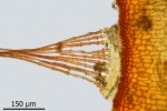 Didymodon spadiceus