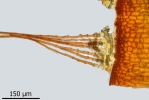 Didymodon spadiceus