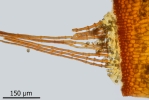 Didymodon spadiceus