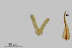 Didymodon spadiceus