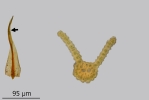 Didymodon spadiceus