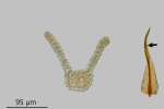 Didymodon spadiceus