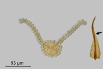Didymodon spadiceus