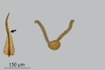 Didymodon spadiceus