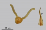 Didymodon spadiceus