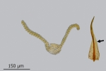 Didymodon spadiceus