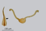 Didymodon spadiceus
