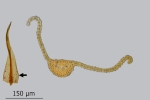 Didymodon spadiceus