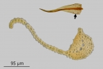 Didymodon spadiceus