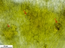 Grimmia caespiticia
