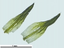 Grimmia caespiticia