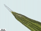 Grimmia caespiticia