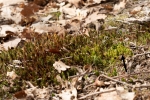 Dicranum spurium