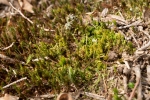 Dicranum spurium