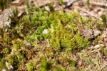 Dicranum spurium