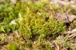 Dicranum spurium