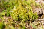 Dicranum spurium
